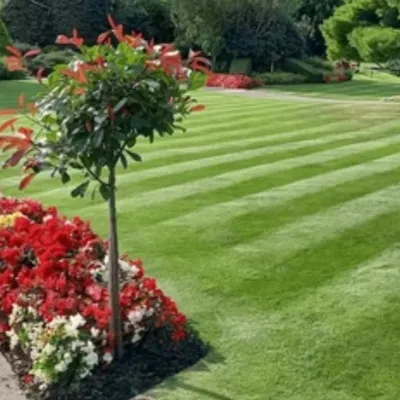 Rare Garden Lawn Care