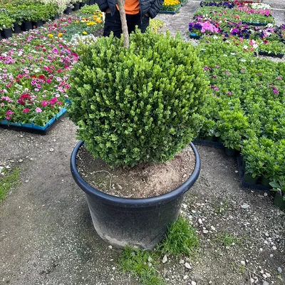 Sayadyan