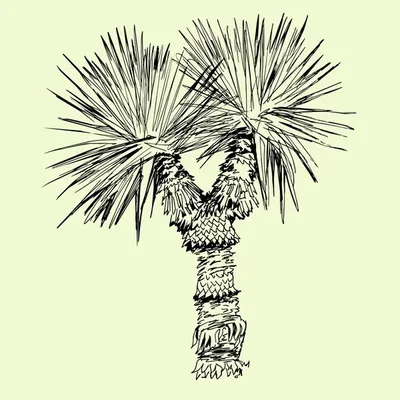 Yucca YardScapes