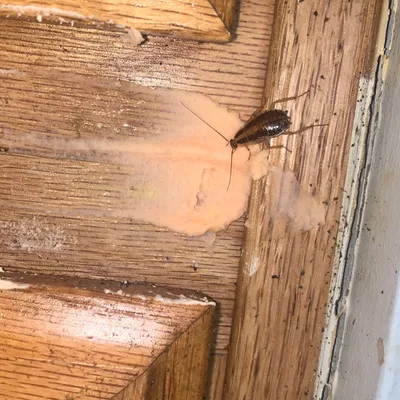 Cockroach strike
