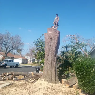 Cruz   Tree Service