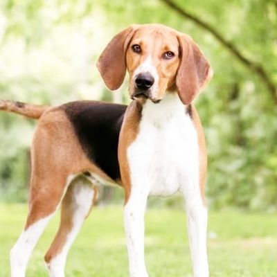 Foxhound Plumbing
