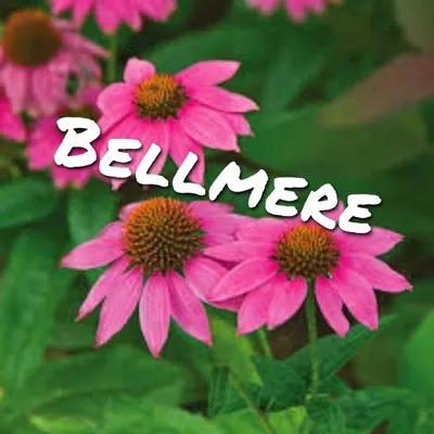 Bellmere LLC