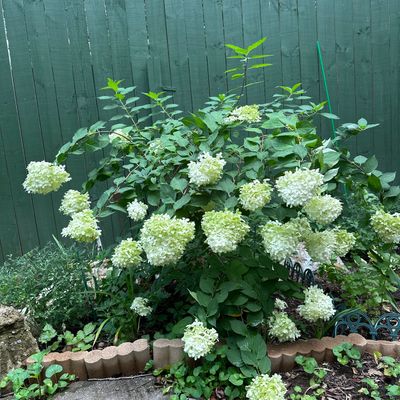 Polo landscaping & design