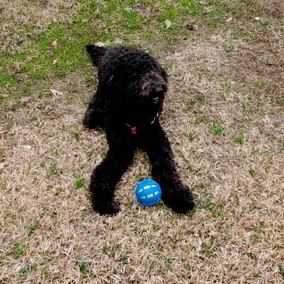 Yard Therapy