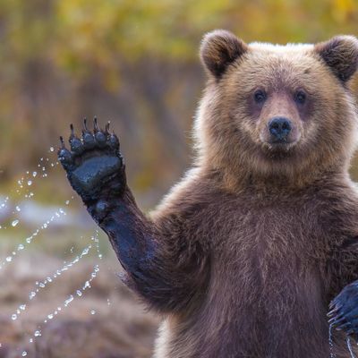 Bear Homes