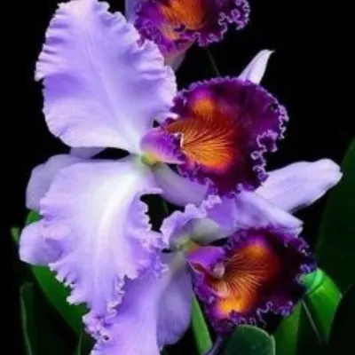 Cattleya cleaning