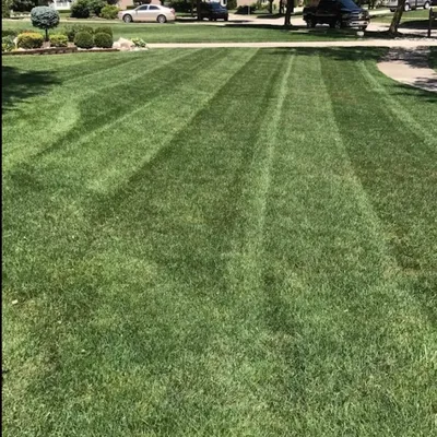 Murrays Irish eyes lawn service