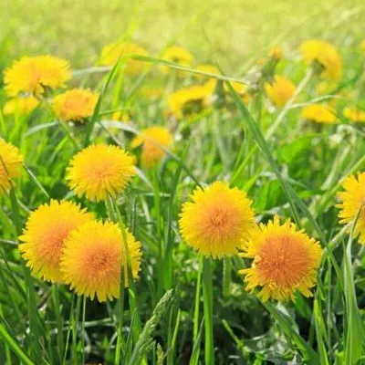 The Dandelion Duster's LLC