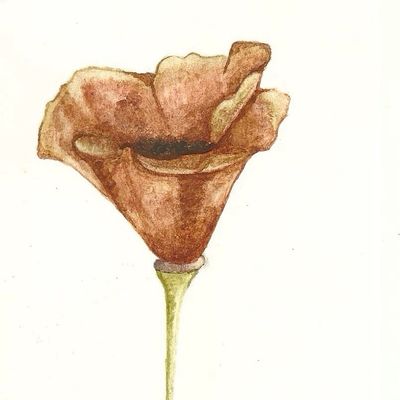 Poppy Fine Gardening