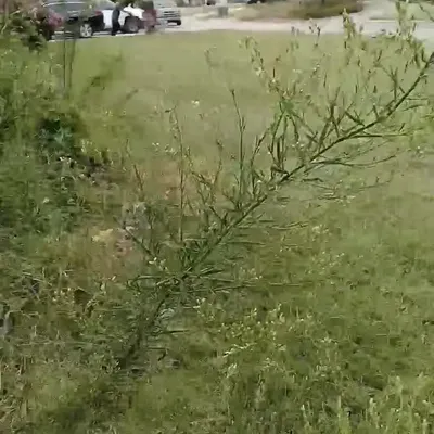 Done Right Mowing
