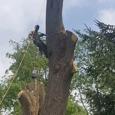 HK, TREE SERVICE AND LANDSCAPE