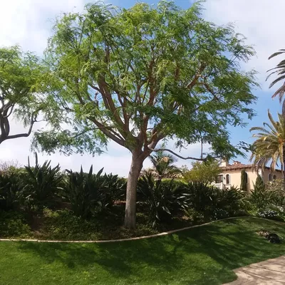 Superior Tree Service