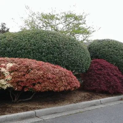 Matson's Landscaping