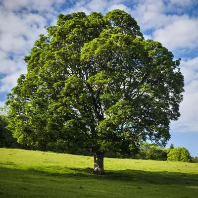 4-CO Tree Service, LLC