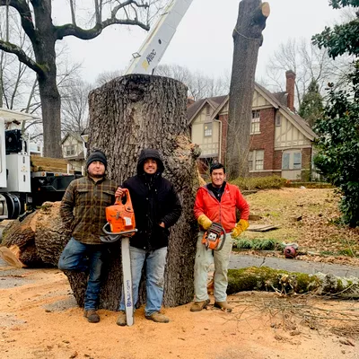 world Tree services