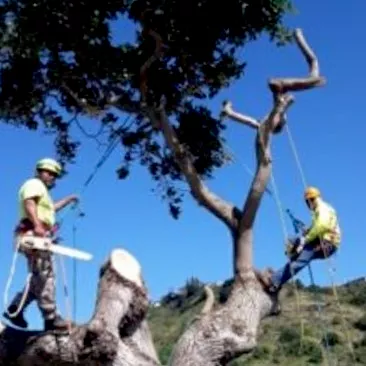 Williamson Tree Services