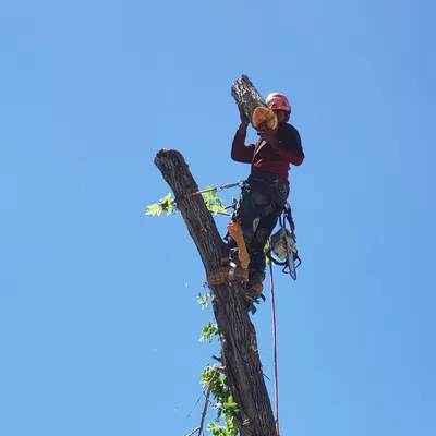 Miracle tree services