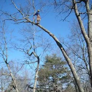 Wards Tree