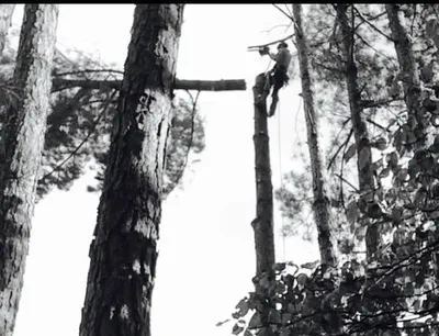 Oak rangers tree service