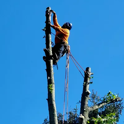 Eddie's Trees & Landscaping