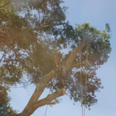 The best quality tree care