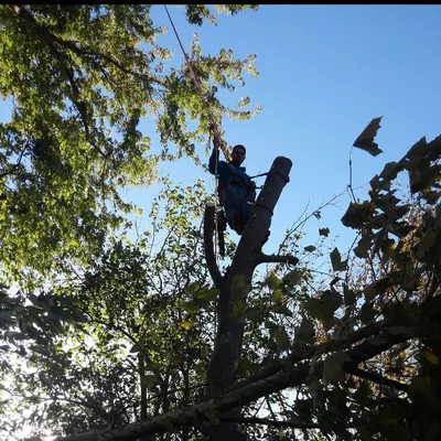 Heavy Trees & Lawn services