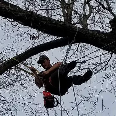 Trained Eye Tree Service
