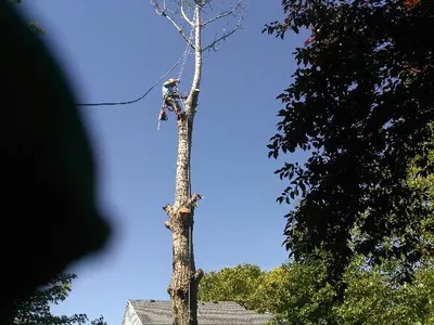 A&B Tree Services Inc.