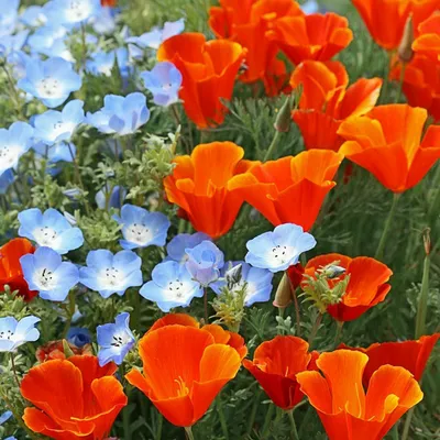 Bright Essence Gardens