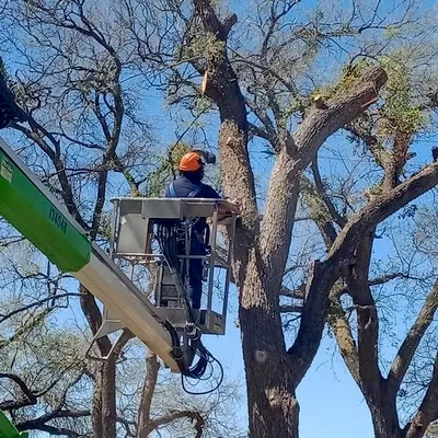Adrean's Tree Service