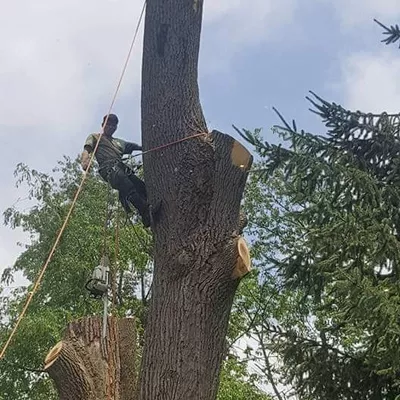 Hector tree service and landscaping.