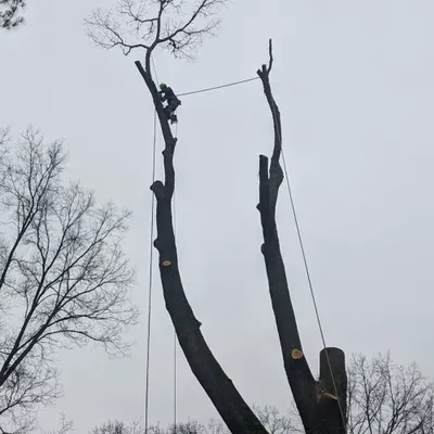 Elegant Tree Service