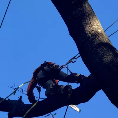 Indigo Professional Tree Service