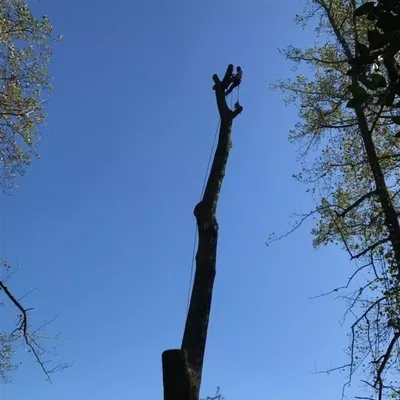 Armando tree Service and landscaping
