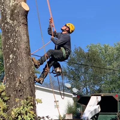 Affordable tree services