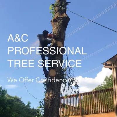 A & C Profesional Tree Service