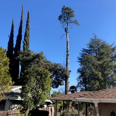 Guzman trees services