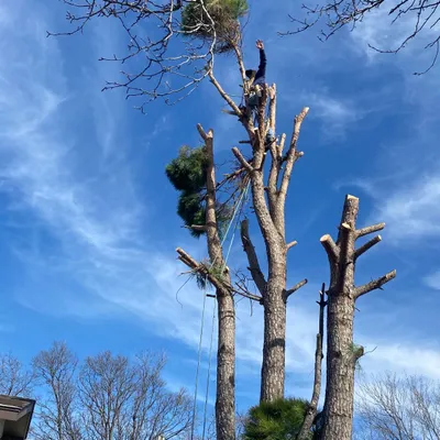 millennium.tree service and fences