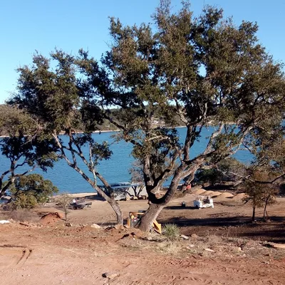 All Pro Tree & Landscape