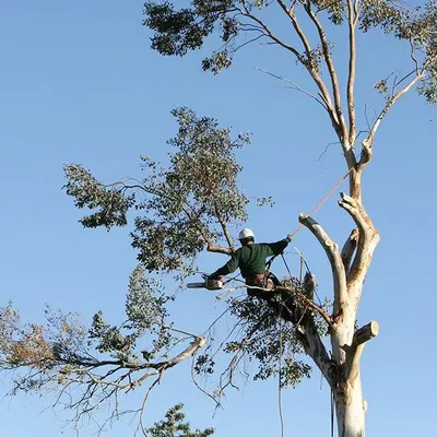 Little Tree Toppers