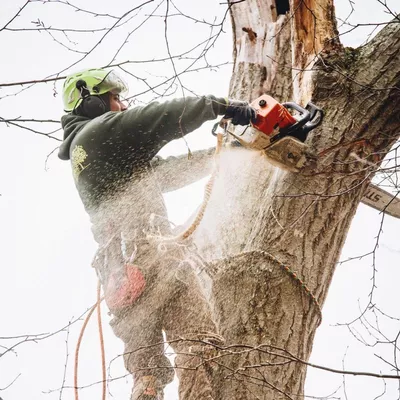Layla’s Tree Service and lawn service