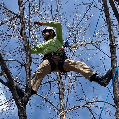Centennial tree care