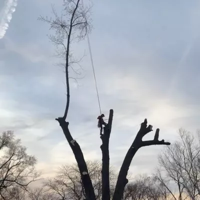 Tree Monkey Service LLC