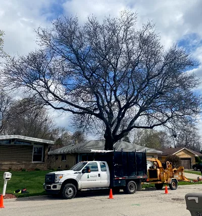 Palasz Tree Service LLC