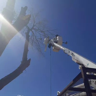 Out on a Limb Tree Experts