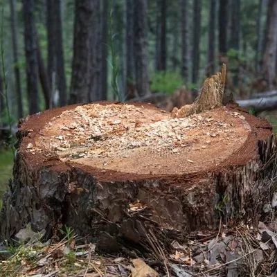A-Team Tree Removal