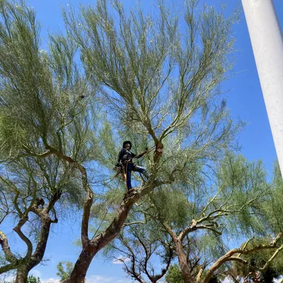 Two brother’s tree service