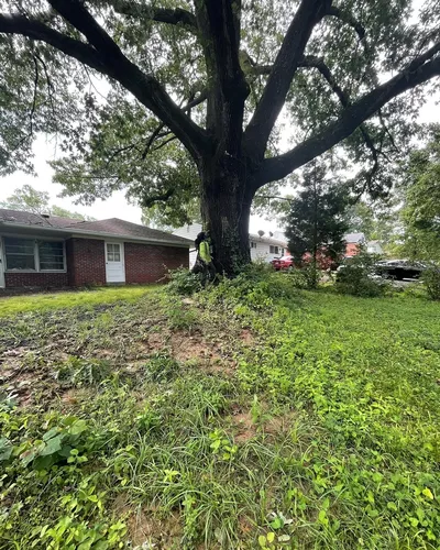 Urban forestry tree care