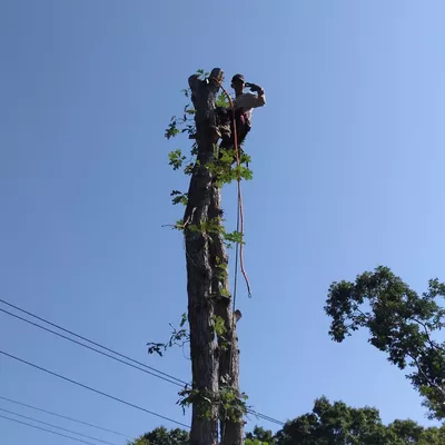 The big forest tree service